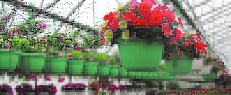Willow Lane Greenhouse